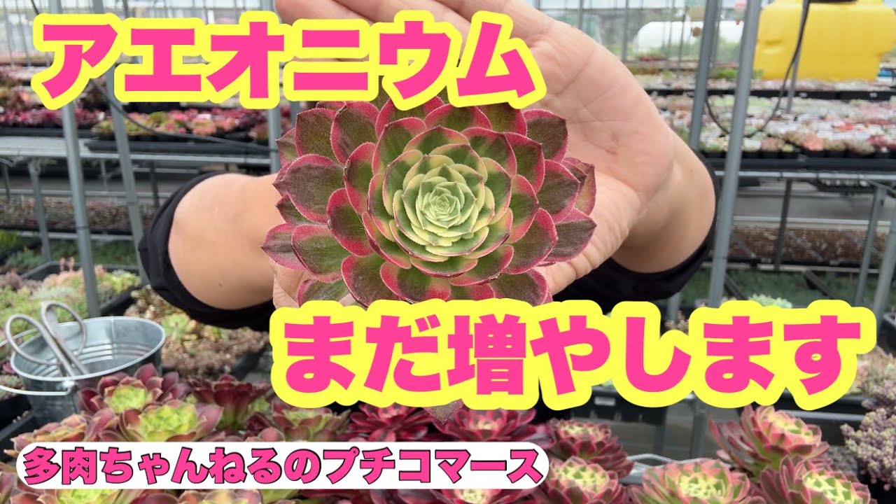 きいち様　確認専用‼️アエオニウム　2代　雨荷 抜き苗 Succulents] I'm adding even more! A new variety of Aeonium 😊 May