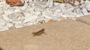 3 months of grasshopper 