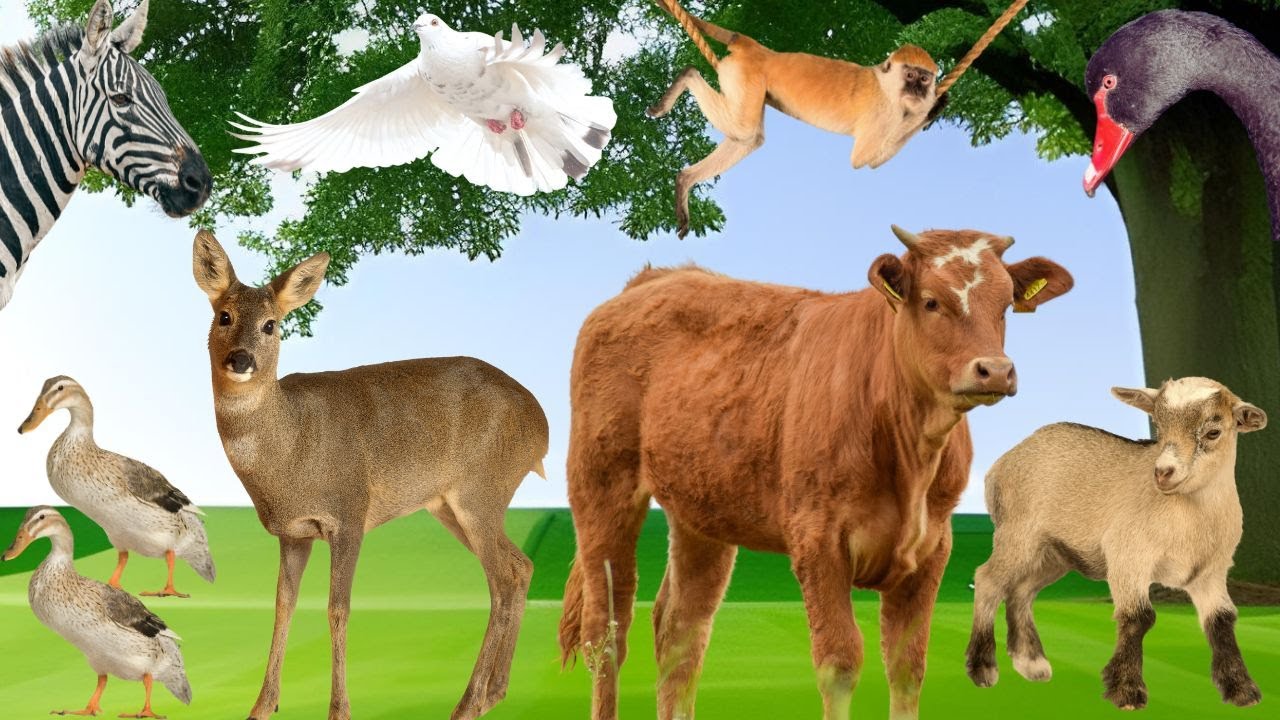 Animals Video, Animals Eating Moment: Goat, Cow, Deer, Duck, Zebra ...