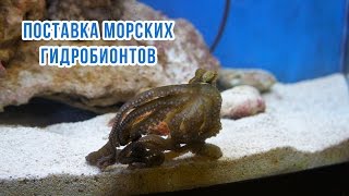 Мартовская поставка морских рыб и других гидробинтов (Marine aquarium) Мартовская поставка морских рыб и других гидробинтов (Marine aquarium)