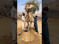 Water droplets fall down.#shorts #camel #reallife #sad