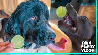 Pranking My Dogs With Lime!