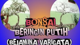 Bonsai Beringin Putih