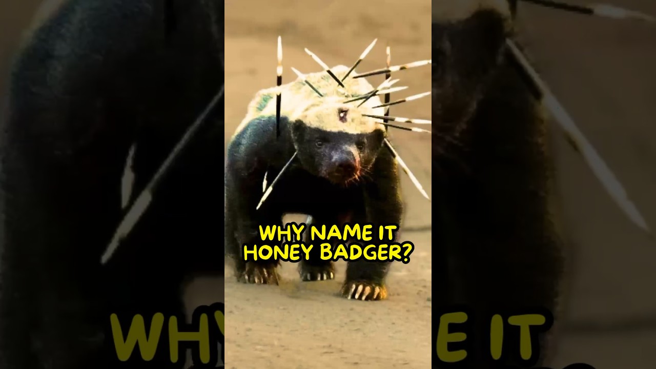 Why Call Them Honey Badgers🤨