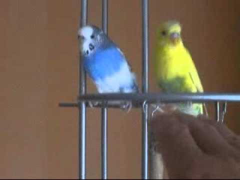 Video: Kā Viļņotie Papagaiļi Guļ