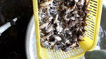 Nhái xào sả ớt ngon - món ngon đồng quê