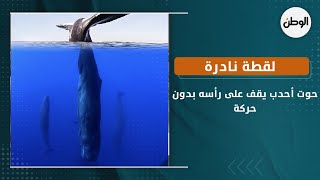 لقطة نادرة.. حوت أحدب يقف على رأسه بدون حركة