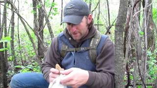 Mushroom Hunting Morels