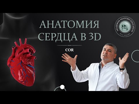 Анатомия сердца. Гемодинамика. Кровообращение у плода / COR