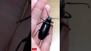 Malladon dasytomus! New beetle species on the board! #insect #bugs #beetles #entomology #nature