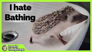 Grumpy Baby Hedgehog's Bath Time Drama! 🦔🧼 (He Really Hates Bathing!)