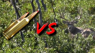 Colorado Mule Deer Hunting with Steve Hornady (Eastmans' Hunting TV)