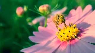 iPhone 6 Plus - Slo-Mo Honey Bee (240fps)