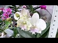 пока поливаю орхидеи покажу 7 цветущих орхидей биг липов
