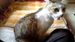 Scary Chilly Cure Meow Ever