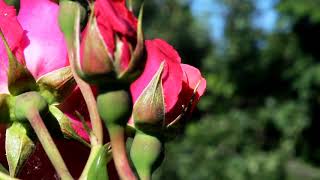 Indian beautiful red rose party 4k  relaxing video (ft.Twig world) natural video screenshot 2
