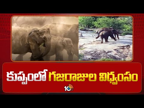 Elephants Hulchul in Kuppam | కుప్పంలో గజరాజుల విధ్వంసం | 10TV - 10TVNEWSTELUGU