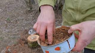 Как правильно посадить грибы вешенка на даче? Грибной бизнес.