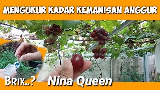 Tes Brix Tingkat Kemanisan Anggur Nina Queen