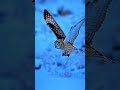 Night Predator - series: “Teknologi Alam yang Mengalahkan Pesawat”