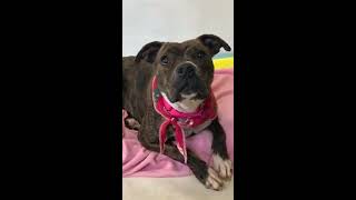 Taylor Swift is Available for Adoption!