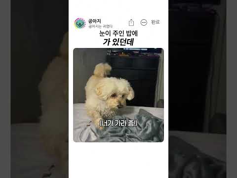 눈이 주인 밥에 가 있는 멍멍이 #반려견 #강아지 thumbnail