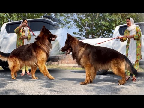 The World Biggest German Shepherd Dog In Punjab Biggest Dog Cute Dog Puppy Hsn Entertainment