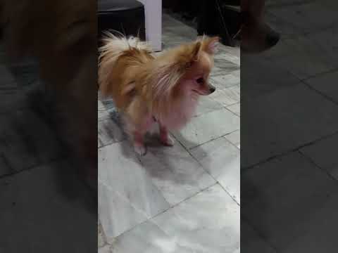 شاینی و کپل به تیپ هم خوردن       