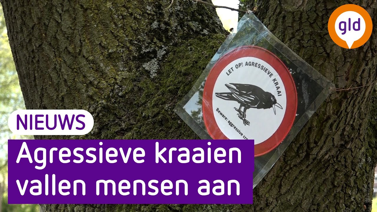 Agressieve kraai valt mensen aan