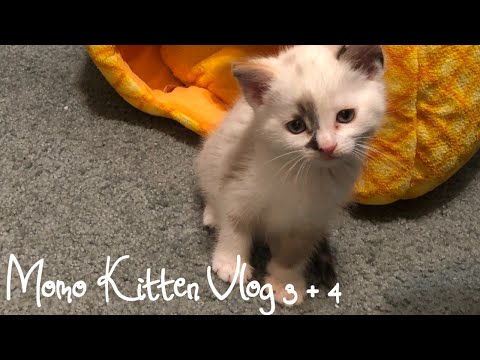 Momo Kitten Vlog 3 & 4
