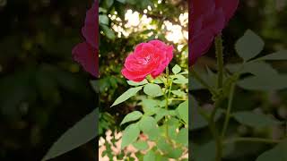 roses flower best tips #shortvideo #shortsfeed
