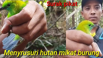 berpetualang mikat cucak ranting- keseruan mikat di hutan-berpetualang di hutan sumatra