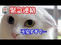 【緊急】エマメの耳に異変…すぐ病院に相談した結果【耳血腫】