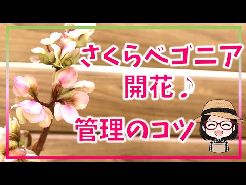 3channel(みーちゃんねる) 3channel (みーちゃんねる) | みーちゃん |本 | 通販 | Amazon