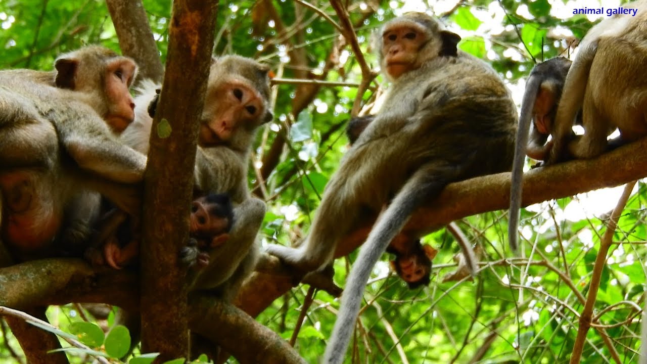 Difficult to describe about mom monkey Casi | Good and bad thing come together
