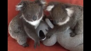Maggie and Shelley the baby koalas get a new friend