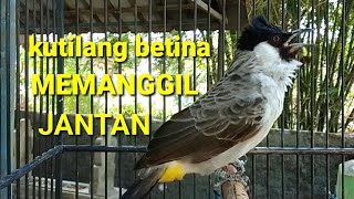 suara burung kutilang betina memanggil jantan, Ampuh buat pancingaj kutilang