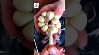 طريقه تقشير الثوم بكل سهولة. Easy way to peel garlic