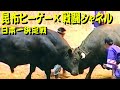昆布ヒーゲーｘ戦闘シャネル 2000.5.14（日本一決定戦)　【沖縄闘牛】