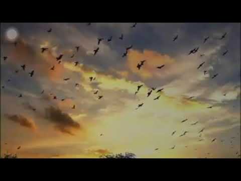 أم كلتوم البعد علمني السهر