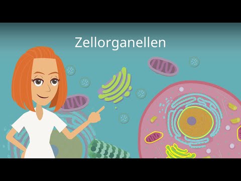 Video: Was sind die verschiedenen Arten von Leukozyten und ihre Funktionen?