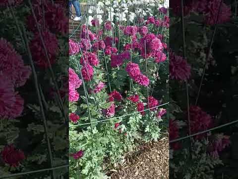 Video: Balul de crizanteme în Grădina Botanică Nikitsky