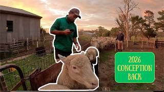 Celebrity POLL DORSET EWES | Pregnancy Scanning | Australian Sheep Farming Net Worth