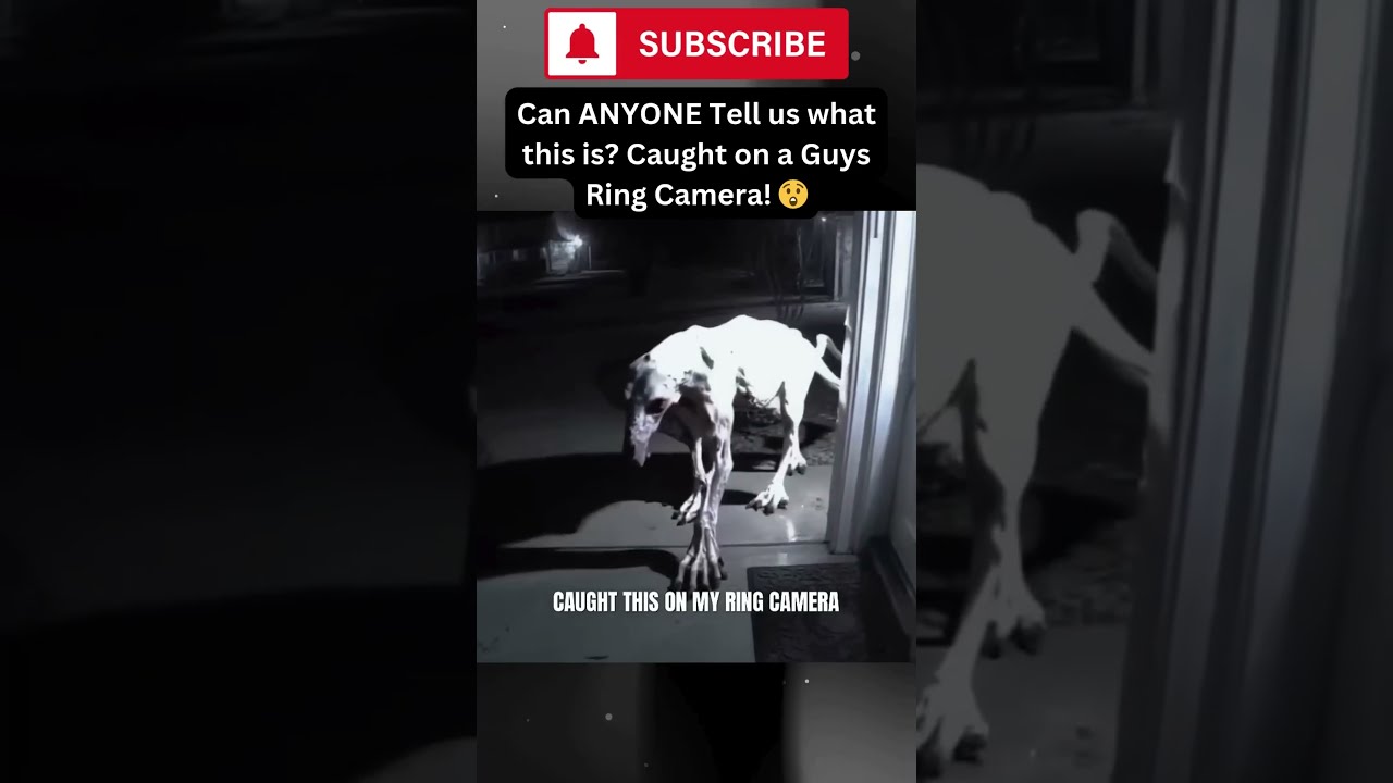 Mysterious Creature Caught On Ring Camera What Could It Be Mystery Shorts Fyp Shortsfeed