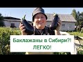 Богатый урожай! Эти сорта не подвели!