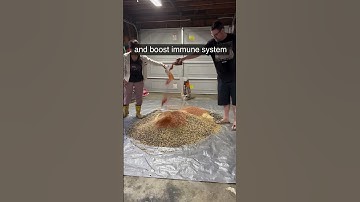 Crafting Chicken Feed: The Ultimate Recipe for Healthy, Happy Hens!