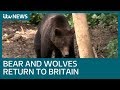 Bears and wolves to be reintroduced to woods near bristol in pioneering project  itv news
