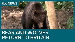 Bears and wolves to be reintroduced to woods near Bristol in pioneering project | ITV News