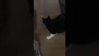 キャティーマン 猫用おもちゃ じゃれ猫 LEDにゃんだろー光線