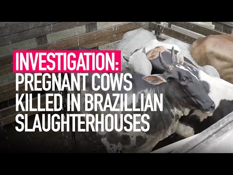 INVESTIGATION: Pregnant Cows Killed in Brazillian Slaughterhouses